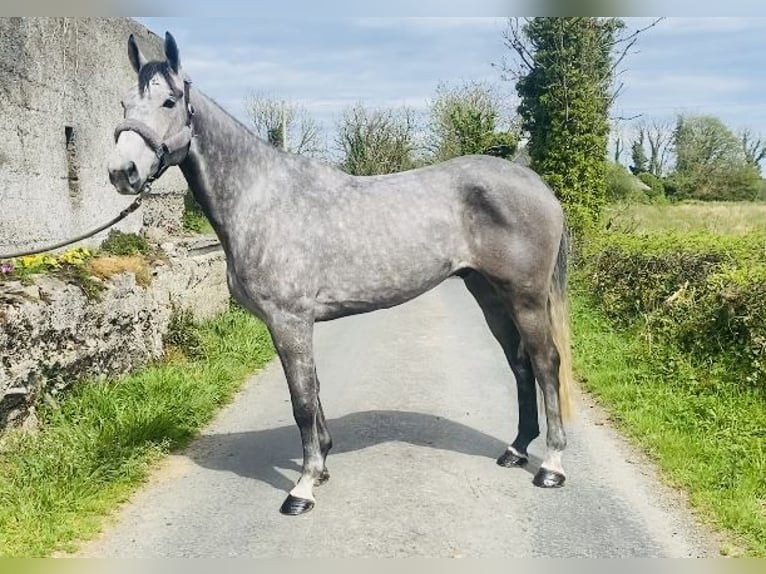 Caballo de deporte irlandés Caballo castrado 6 años 174 cm Tordo in Sligo