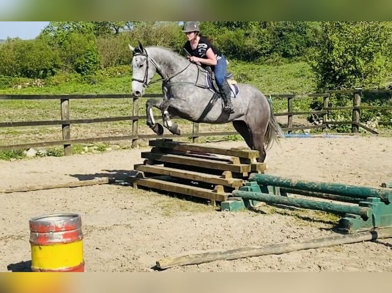 Caballo de deporte irlandés Caballo castrado 6 años 174 cm Tordo in Sligo