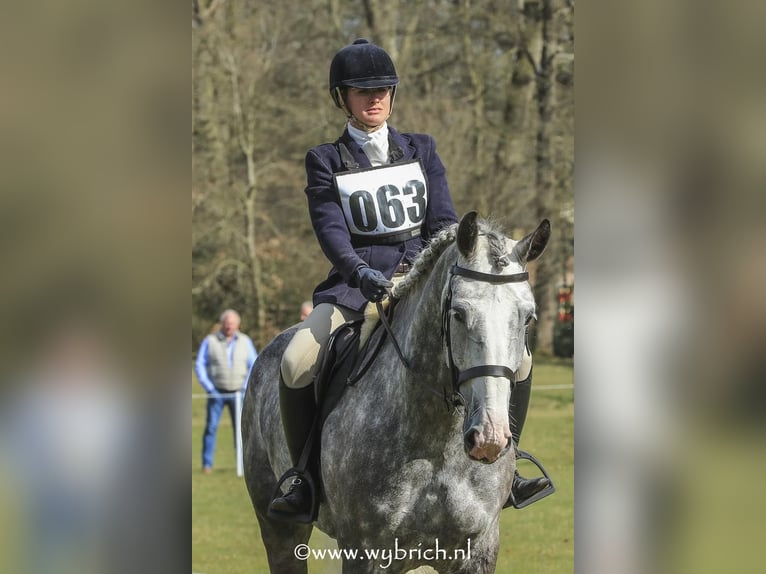 Caballo de deporte irlandés Caballo castrado 6 años 177 cm Tordo rodado in Geilenkirchen