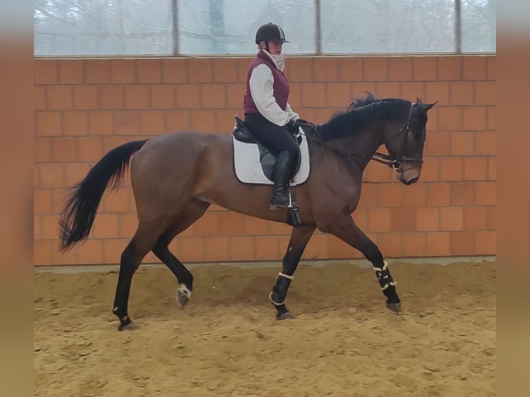 Caballo de deporte irlandés Caballo castrado 6 años 185 cm in Lage