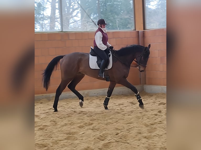 Caballo de deporte irlandés Caballo castrado 6 años 185 cm in Lage