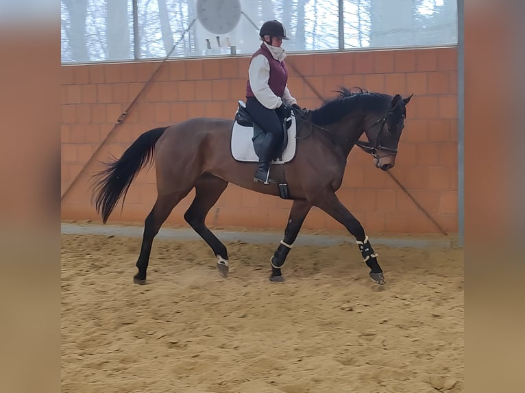 Caballo de deporte irlandés Caballo castrado 6 años 185 cm in Lage