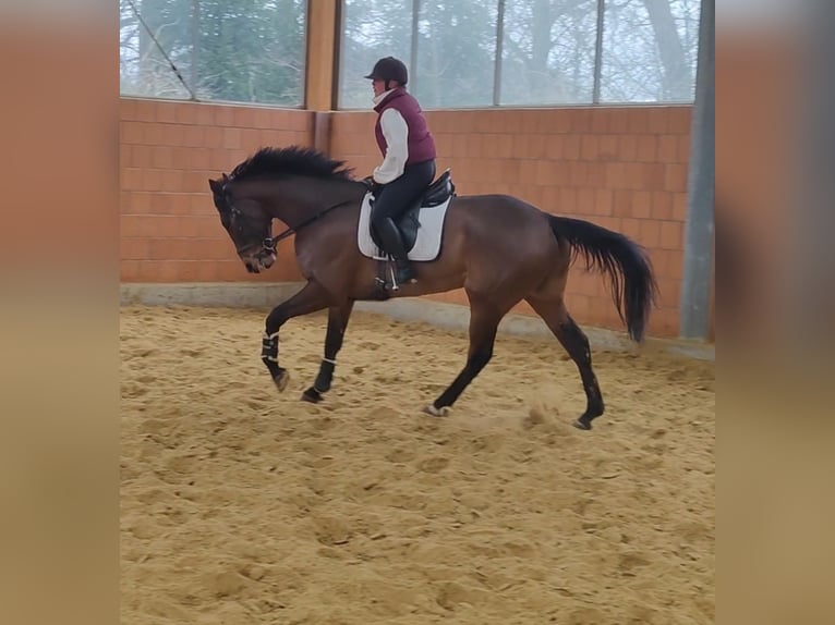 Caballo de deporte irlandés Caballo castrado 6 años 185 cm Castaño in Lage