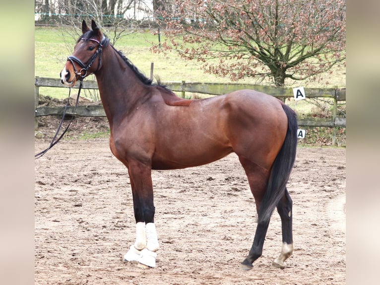 Caballo de deporte irlandés Mestizo Caballo castrado 6 años Castaño in uelsen