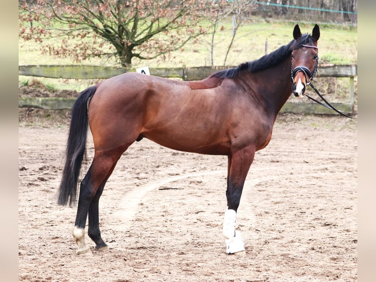 Caballo de deporte irlandés Mestizo Caballo castrado 6 años Castaño in uelsen