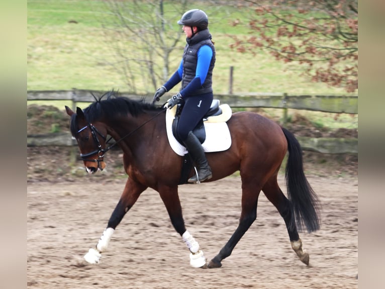 Caballo de deporte irlandés Mestizo Caballo castrado 6 años Castaño in uelsen