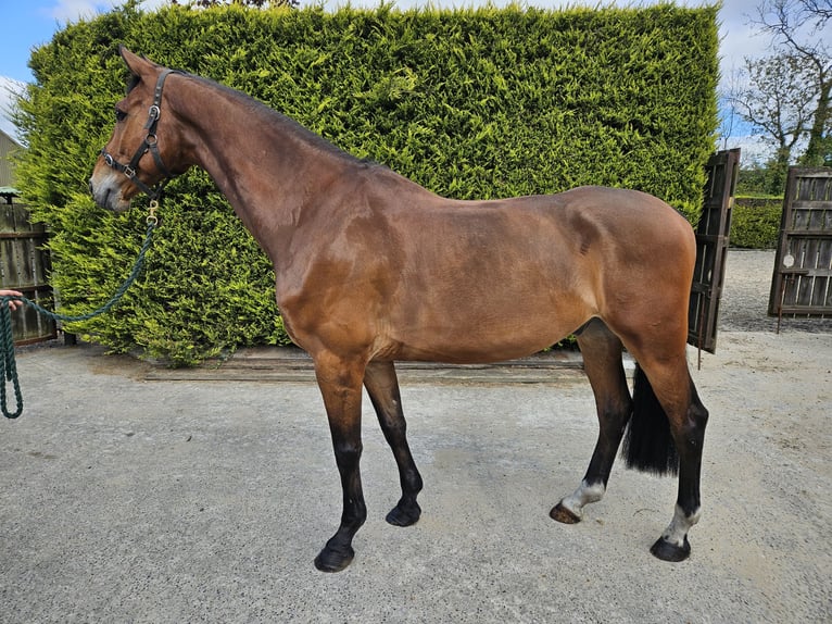 Caballo de deporte irlandés Caballo castrado 6 años Castaño in GROTE BROGEL