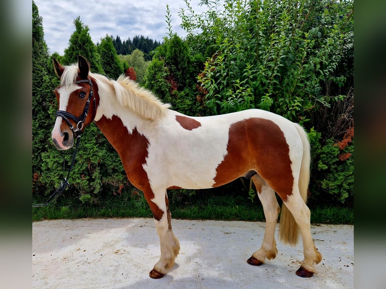 Caballo de deporte irlandés Caballo castrado 7 años 136 cm Pío in Gummern