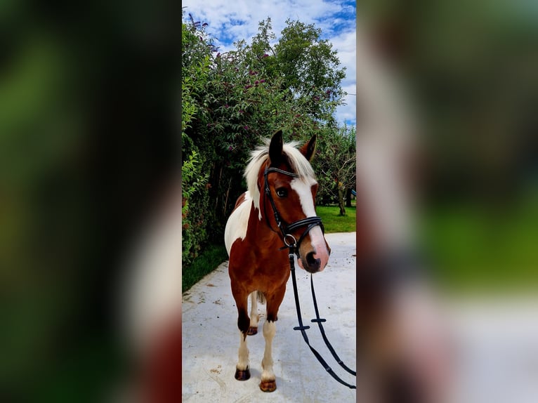 Caballo de deporte irlandés Caballo castrado 7 años 136 cm Pío in Gummern