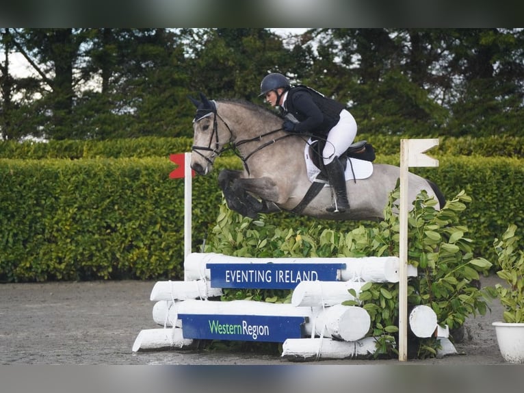 Caballo de deporte irlandés Caballo castrado 7 años 148 cm Bayo in Galway Caballo de deporte irlandés Caballo castrado 7 años 148 cm Bayo in Galway