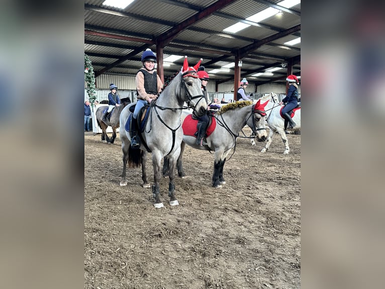 Caballo de deporte irlandés Caballo castrado 7 años 148 cm Bayo in Galway Caballo de deporte irlandés Caballo castrado 7 años 148 cm Bayo in Galway