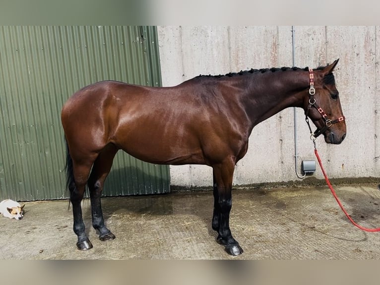 Caballo de deporte irlandés Caballo castrado 7 años 148 cm Castaño rojizo in Sligo