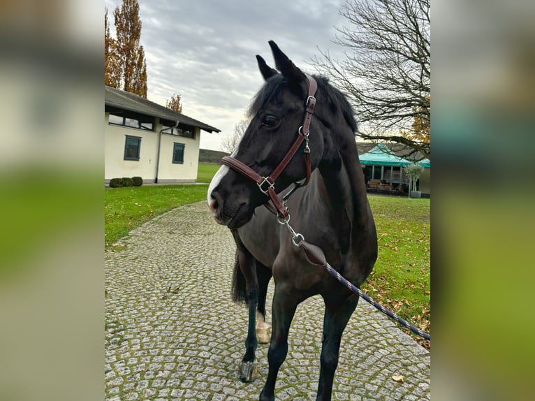 Caballo de deporte irlandés Caballo castrado 7 años 148 cm Negro in Endingen am Kaiserstuhl