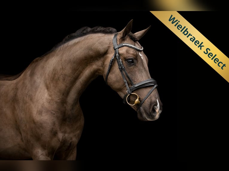 Caballo de deporte irlandés Caballo castrado 7 años 149 cm Negro in Oost West en Middelbeers