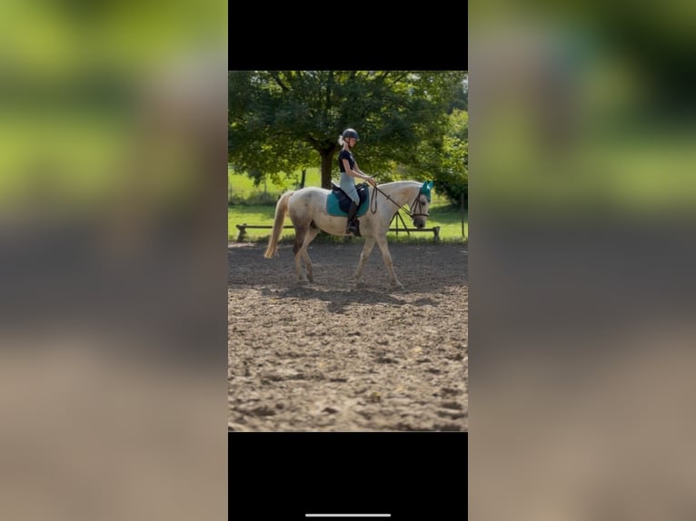 Caballo de deporte irlandés Caballo castrado 7 años 155 cm Tordo in Ingelheim am Rhein