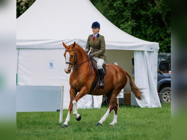 Caballo de deporte irlandés Caballo castrado 7 años 158 cm Alazán-tostado in Kildare