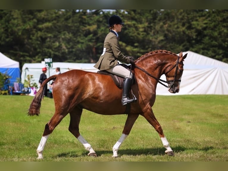 Caballo de deporte irlandés Caballo castrado 7 años 158 cm Alazán-tostado in Kildare