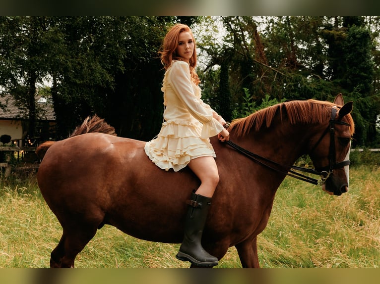 Caballo de deporte irlandés Caballo castrado 7 años 158 cm Alazán-tostado in Kildare