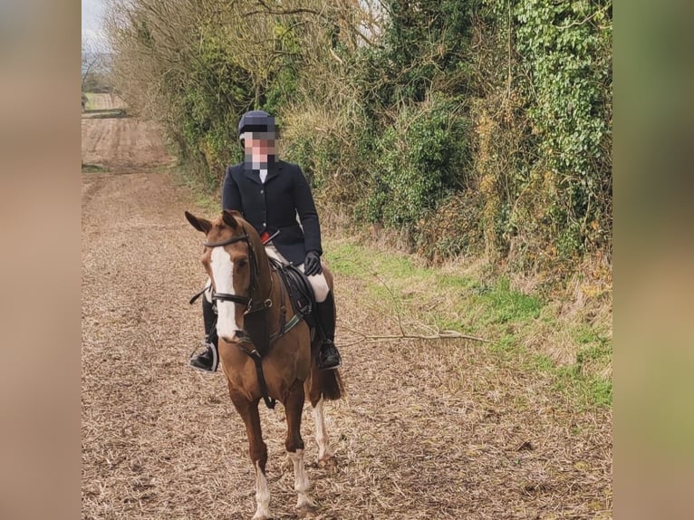 Caballo de deporte irlandés Caballo castrado 7 años 158 cm Alazán-tostado in Kildare