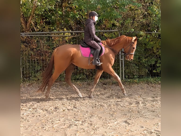 Caballo de deporte irlandés Caballo castrado 7 años 160 cm Alazán in Lage