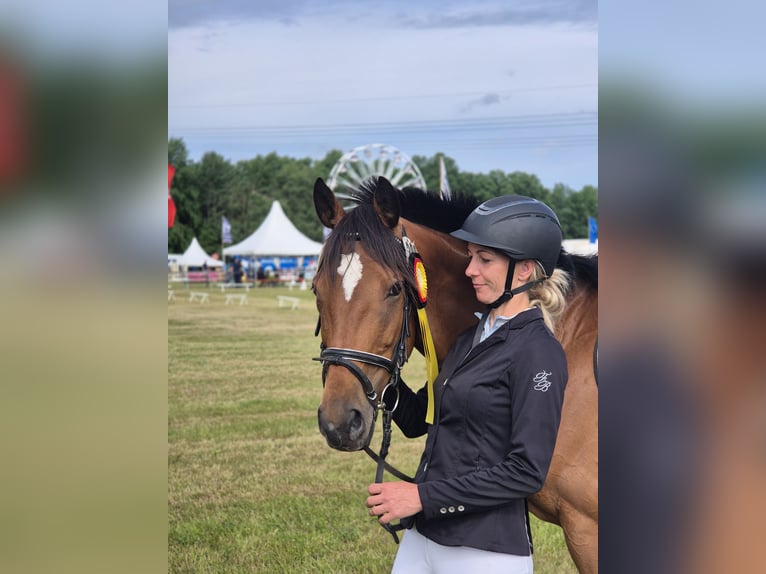 Caballo de deporte irlandés Mestizo Caballo castrado 7 años 160 cm Castaño in Lohsa