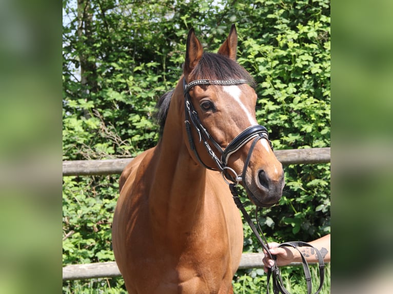 Caballo de deporte irlandés Caballo castrado 7 años 160 cm Castaño in Wachtendonk