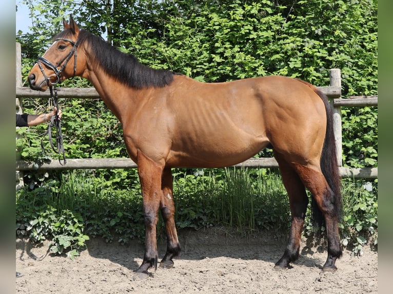 Caballo de deporte irlandés Caballo castrado 7 años 160 cm Castaño in Wachtendonk