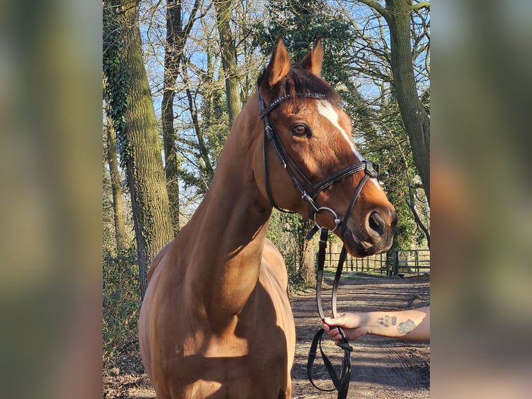 Caballo de deporte irlandés Caballo castrado 7 años 160 cm Castaño in Wachtendonk