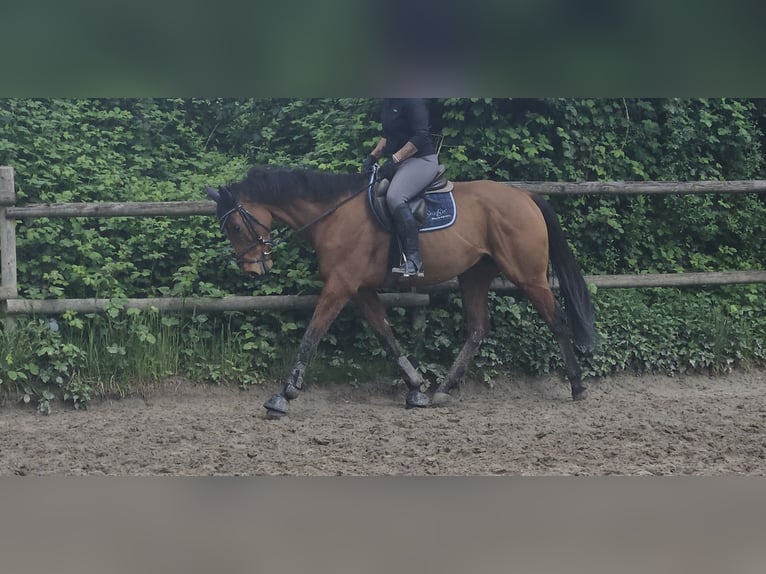 Caballo de deporte irlandés Caballo castrado 7 años 160 cm Castaño in Wachtendonk