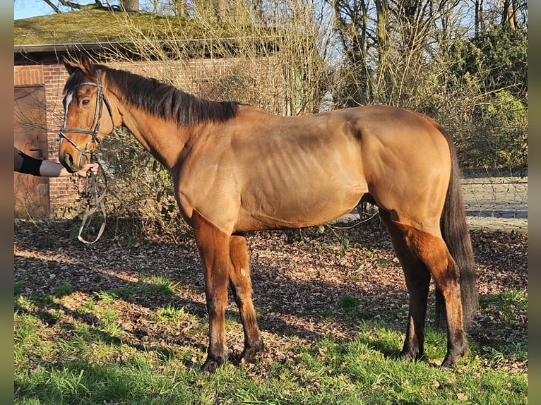 Caballo de deporte irlandés Caballo castrado 7 años 160 cm Castaño in Wachtendonk