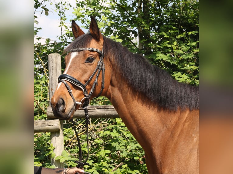 Caballo de deporte irlandés Caballo castrado 7 años 160 cm Castaño in Wachtendonk