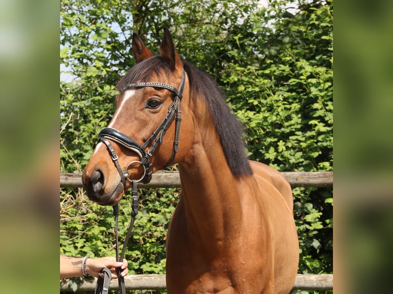 Caballo de deporte irlandés Caballo castrado 7 años 160 cm Castaño in Wachtendonk