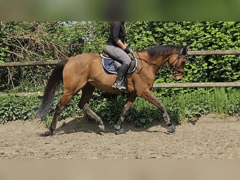 Caballo de deporte irlandés Caballo castrado 7 años 160 cm Castaño in Wachtendonk