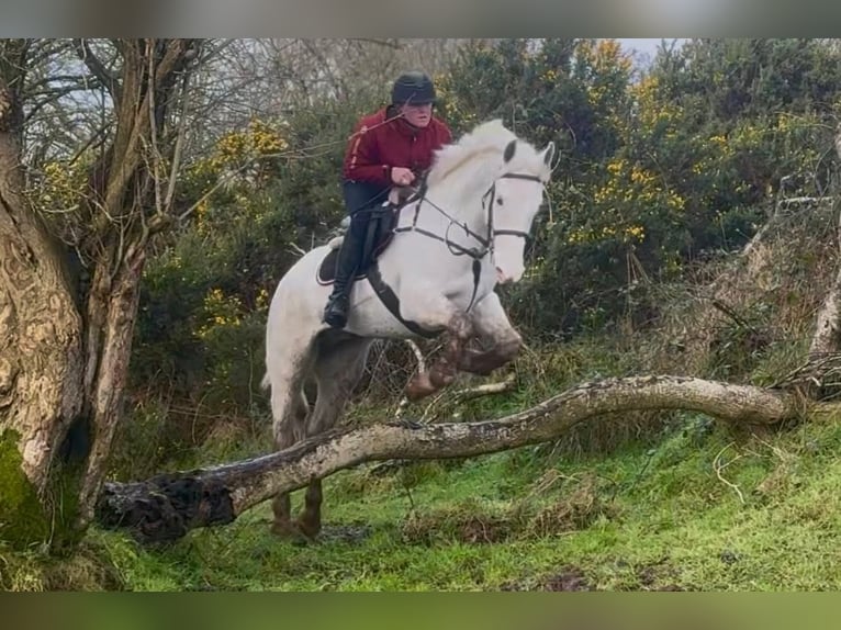 Caballo de deporte irlandés Caballo castrado 7 años 160 cm Tordo in Dublin