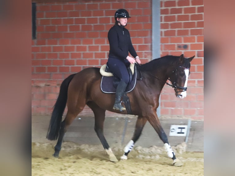Caballo de deporte irlandés Mestizo Caballo castrado 7 años 162 cm Castaño oscuro in uelsen