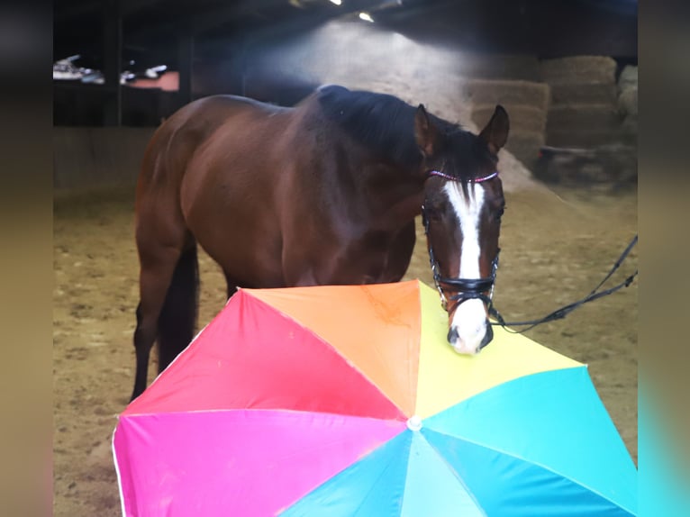 Caballo de deporte irlandés Mestizo Caballo castrado 7 años 162 cm Castaño oscuro in uelsen