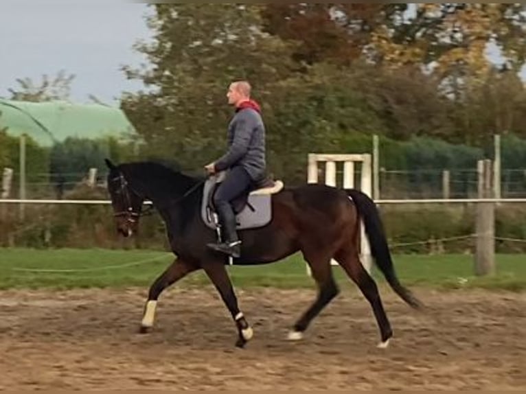 Caballo de deporte irlandés Caballo castrado 7 años 162 cm Morcillo in Elze Esbeck