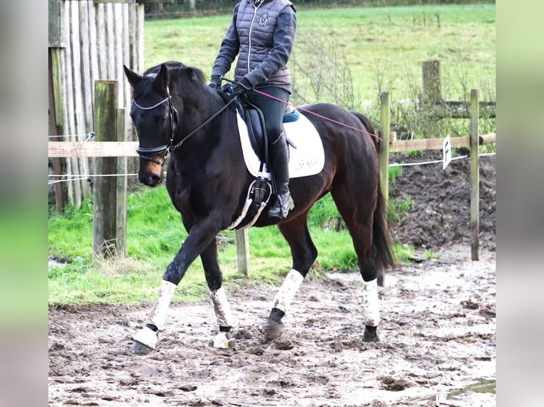 Caballo de deporte irlandés Mestizo Caballo castrado 7 años 162 cm Morcillo in uelsen