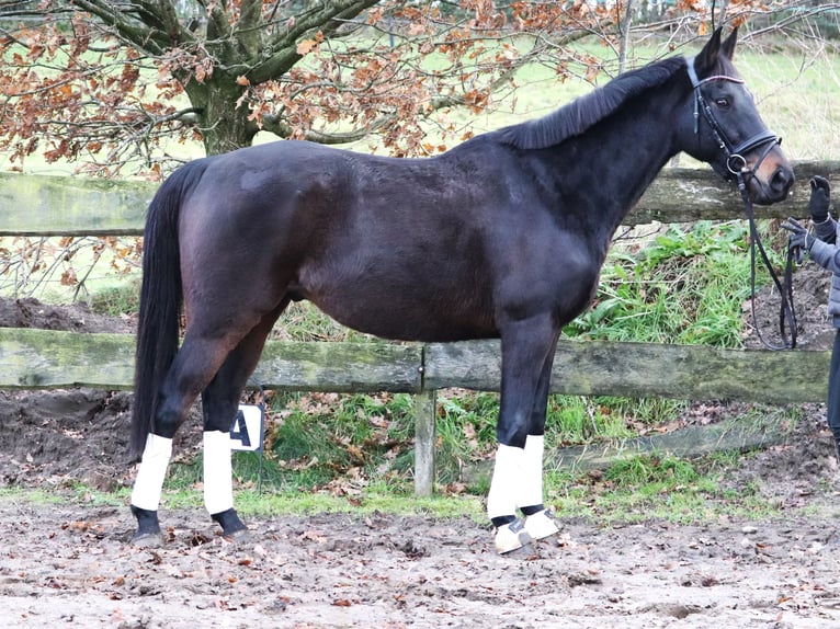 Caballo de deporte irlandés Mestizo Caballo castrado 7 años 162 cm Morcillo in uelsen