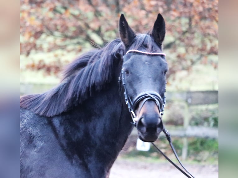 Caballo de deporte irlandés Mestizo Caballo castrado 7 años 162 cm Morcillo in uelsen