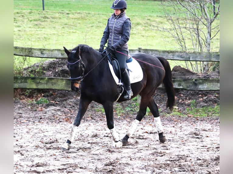 Caballo de deporte irlandés Mestizo Caballo castrado 7 años 162 cm Morcillo in uelsen