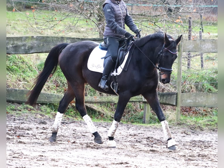 Caballo de deporte irlandés Mestizo Caballo castrado 7 años 162 cm Morcillo in uelsen