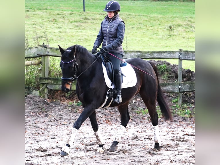 Caballo de deporte irlandés Mestizo Caballo castrado 7 años 162 cm Morcillo in uelsen