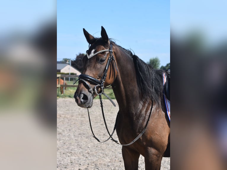Caballo de deporte irlandés Caballo castrado 7 años 163 cm Castaño oscuro in Achtmaal