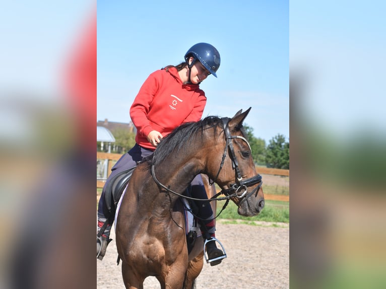 Caballo de deporte irlandés Caballo castrado 7 años 163 cm Castaño oscuro in Achtmaal