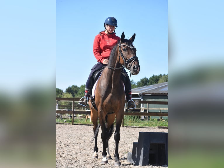 Caballo de deporte irlandés Caballo castrado 7 años 163 cm Castaño oscuro in Achtmaal