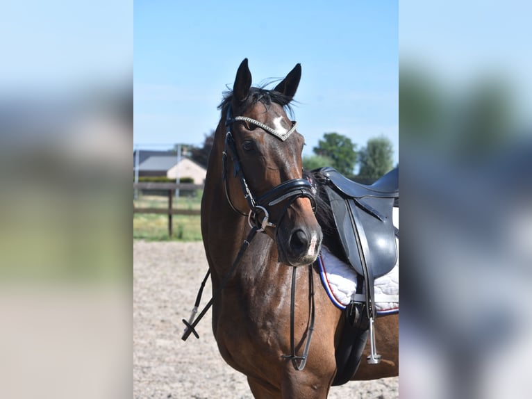 Caballo de deporte irlandés Caballo castrado 7 años 163 cm Castaño oscuro in Achtmaal