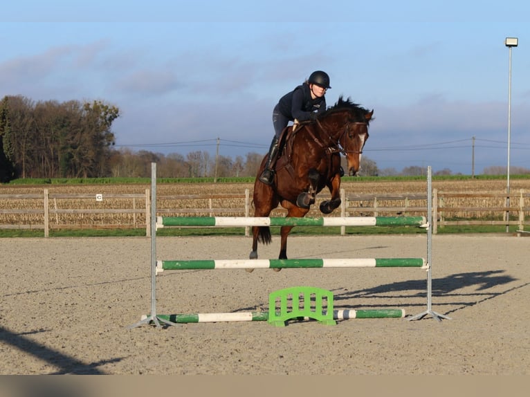 Caballo de deporte irlandés Caballo castrado 7 años 164 cm Castaño in Bogaarden