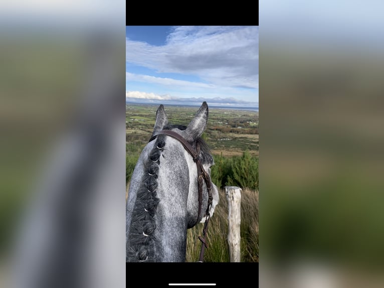 Caballo de deporte irlandés Caballo castrado 7 años 164 cm Tordo in Sligo