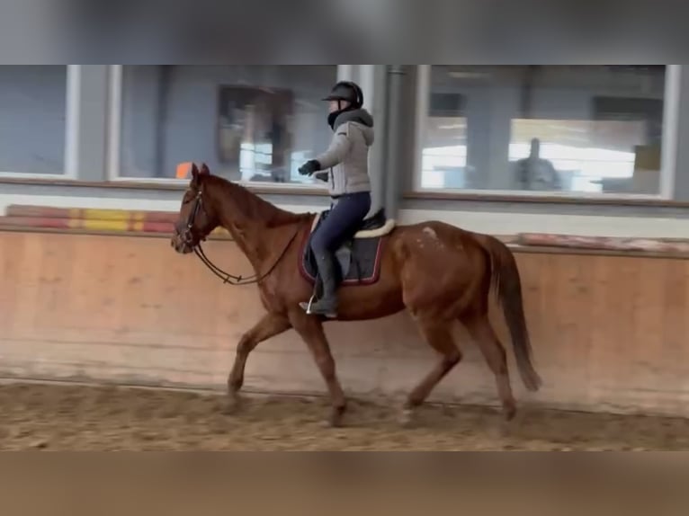 Caballo de deporte irlandés Caballo castrado 7 años 165 cm Alazán in Grevenbroich